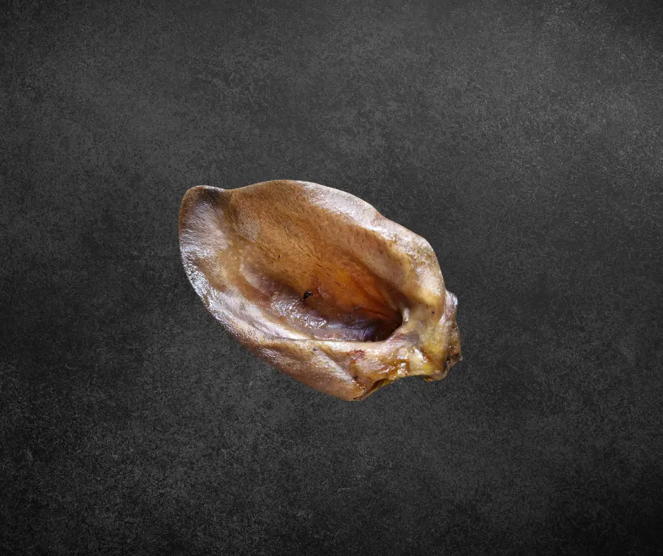Oreille de sanglier